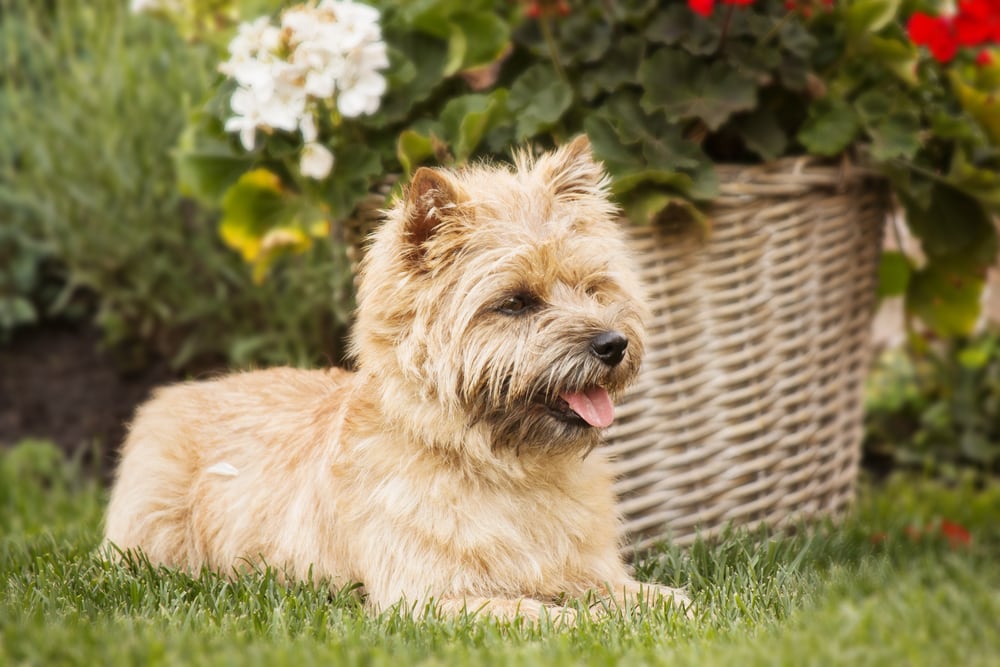Cairn Terrier Dog Breed: Info, Pictures, Care 