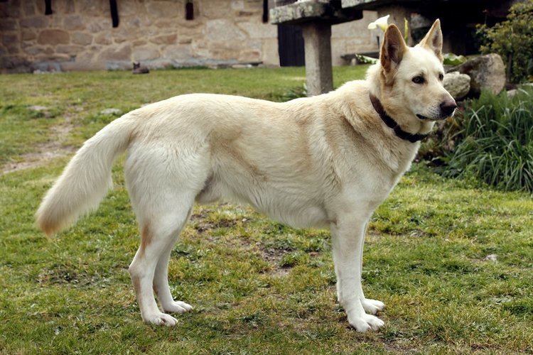 Can de Palleiro Dog Breed Information