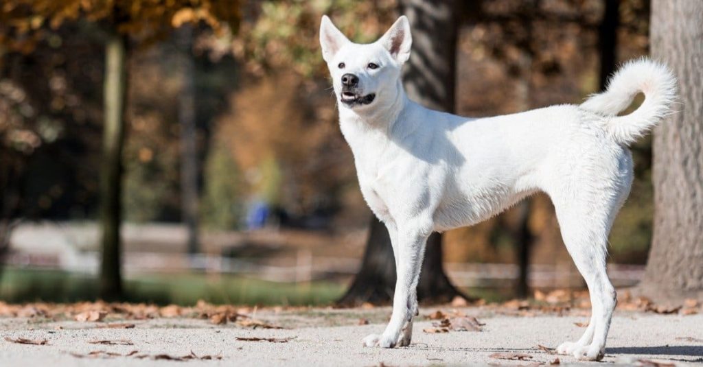Canaan Dog Breed Complete Guide - A-Z Animals