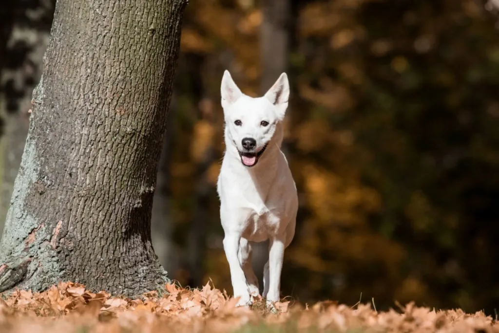 5 Canaan Dog Breeders Need Your Help To Make The Breed Famous