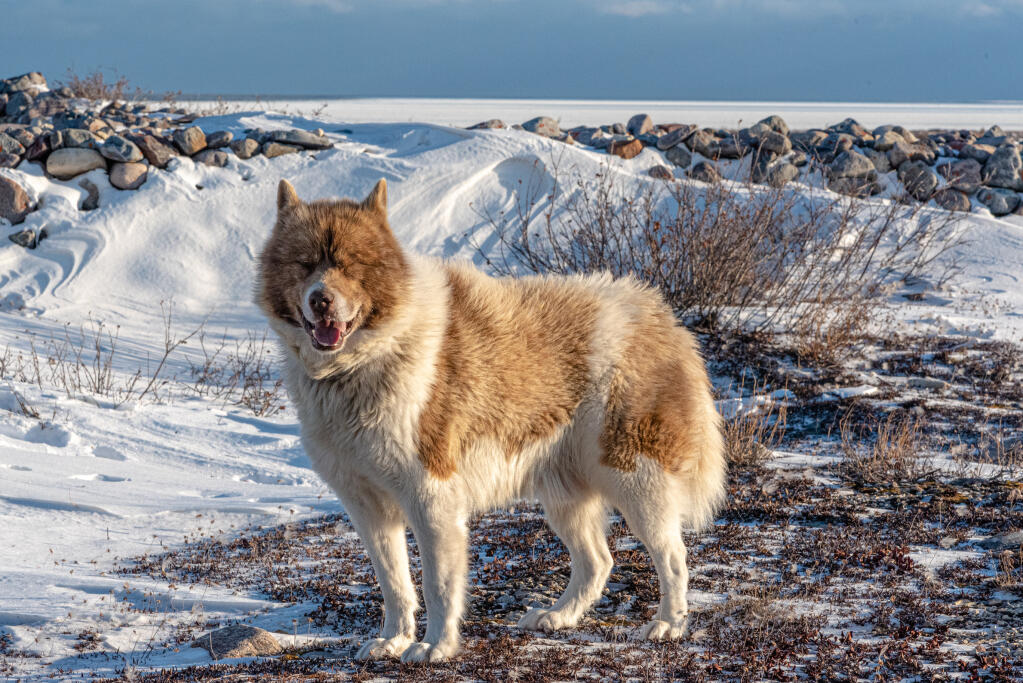 Canadian Eskimo Dog Breathing in fresh air contributes to overall well-being