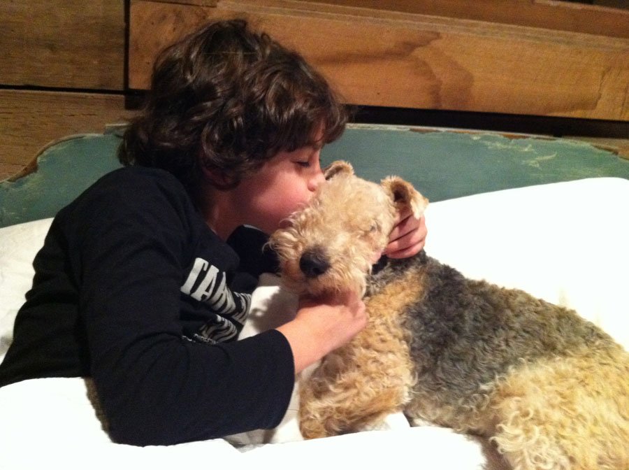 Lakeland Terrier Dog love with kid