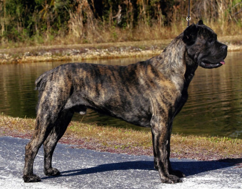 Italian Corso Dog Dog Breed Information