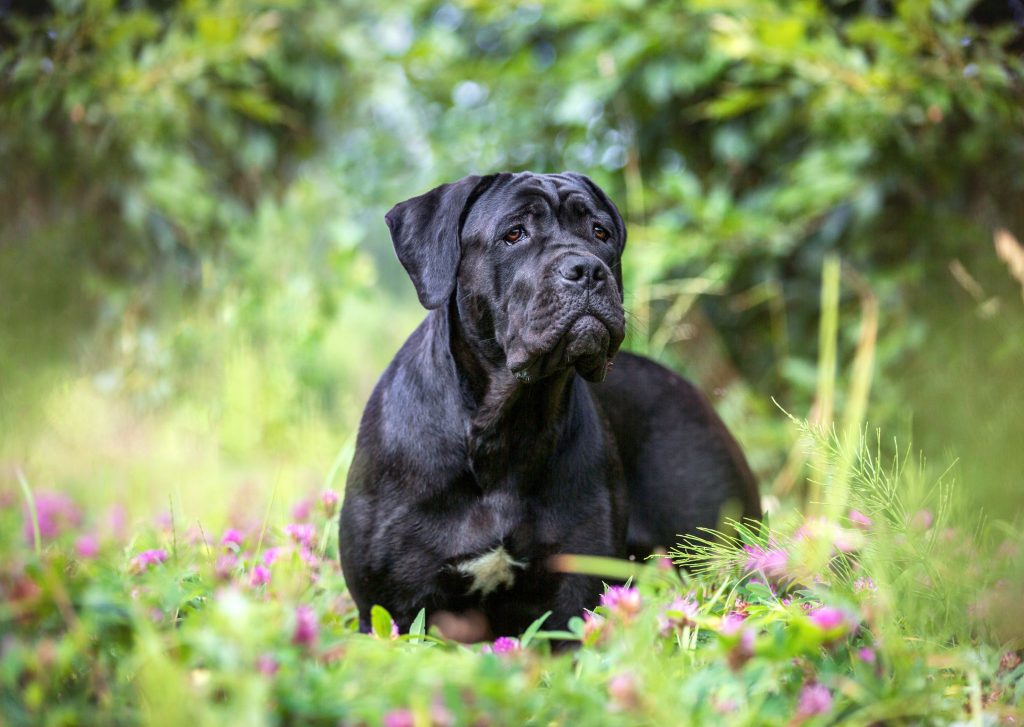 Cane Corso Dog Breathing in fresh air contributes to overall well-being