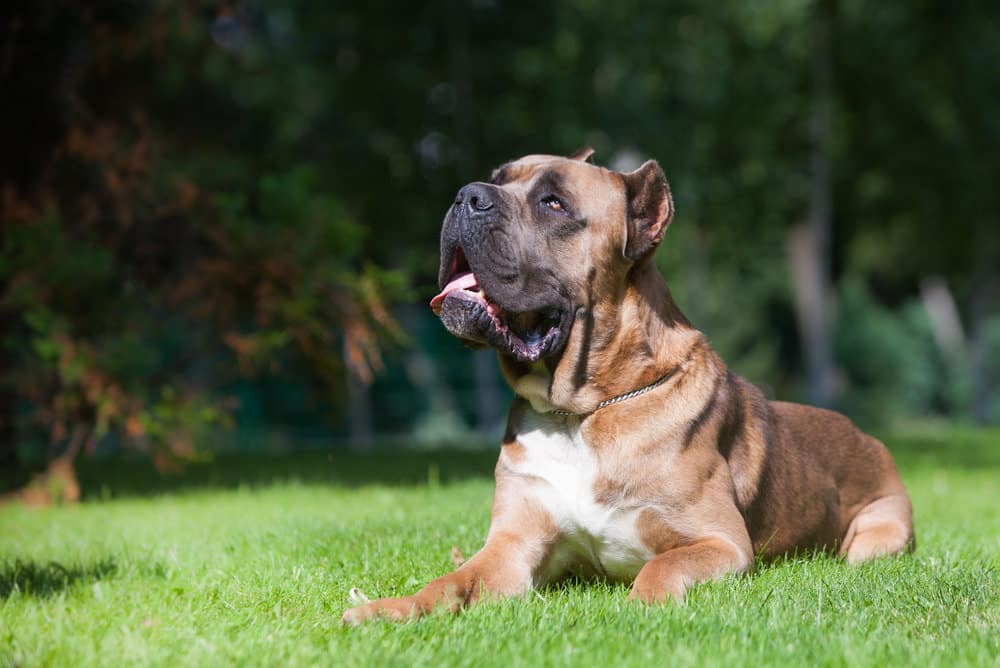 Cane corso: Dog breed characteristics & care