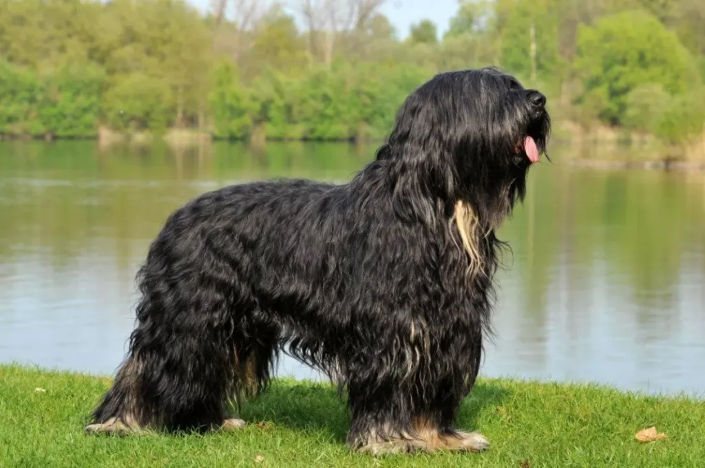 Cão da Serra de Aires Dog