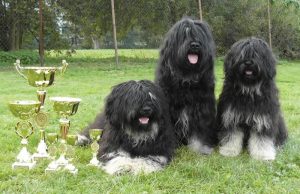 Portuguese Sheepdog - Characteristics and character - Dogs breeds