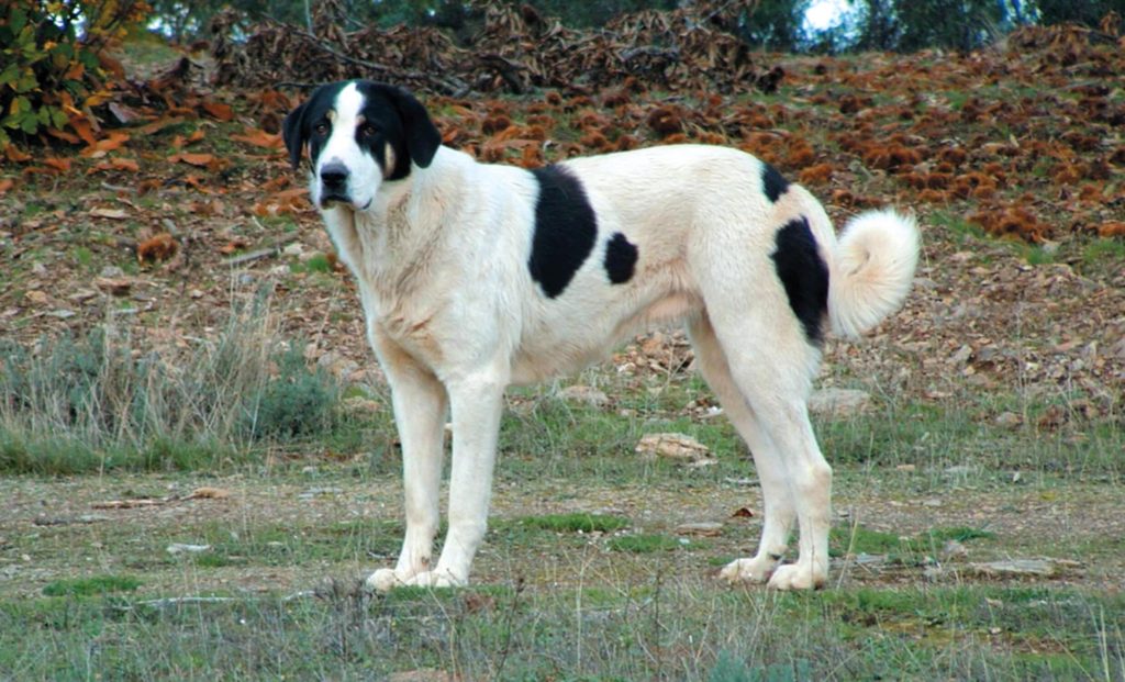 Cão de Gado Transmontano Dog Ready for the exercise session