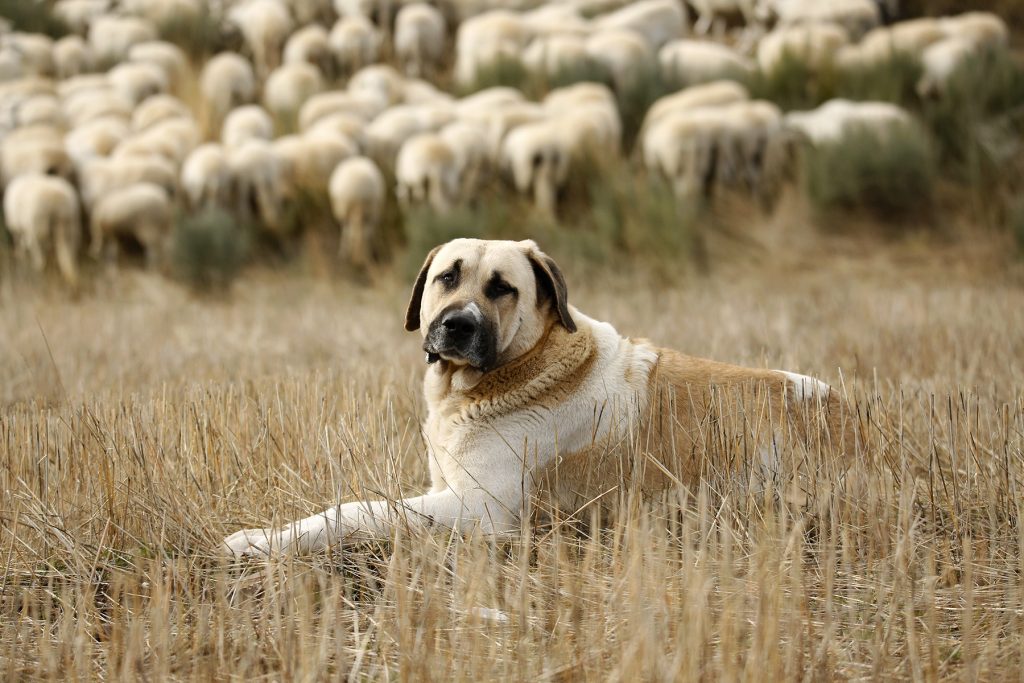 Cão de Gado Transmontano Dog Breathing in fresh air contributes to overall well-being