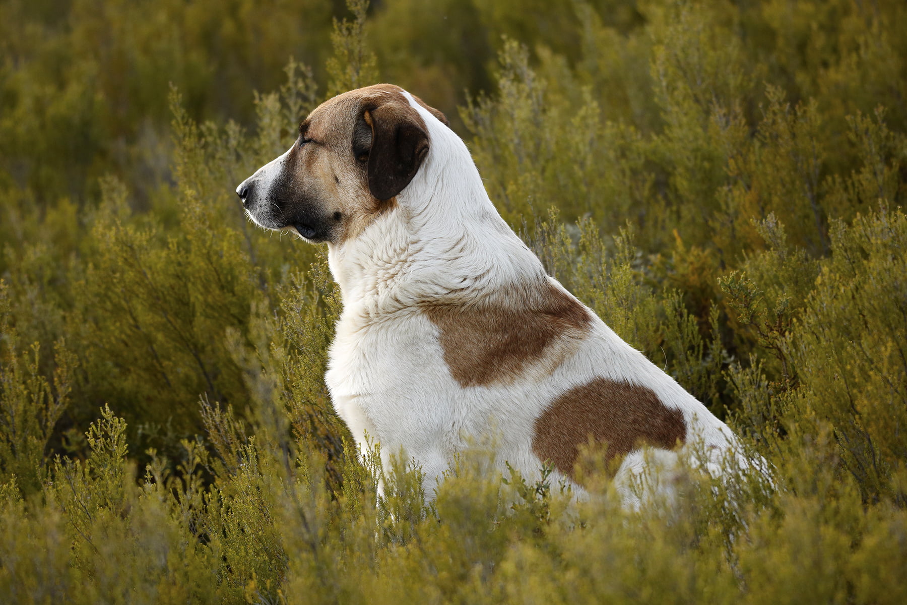 Cão de Gado Transmontano Dog Breed Information