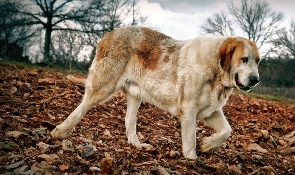 Cão de Gado Transmontano Dog