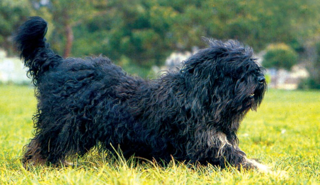 Cão da Serra de Aires Dog running exercise