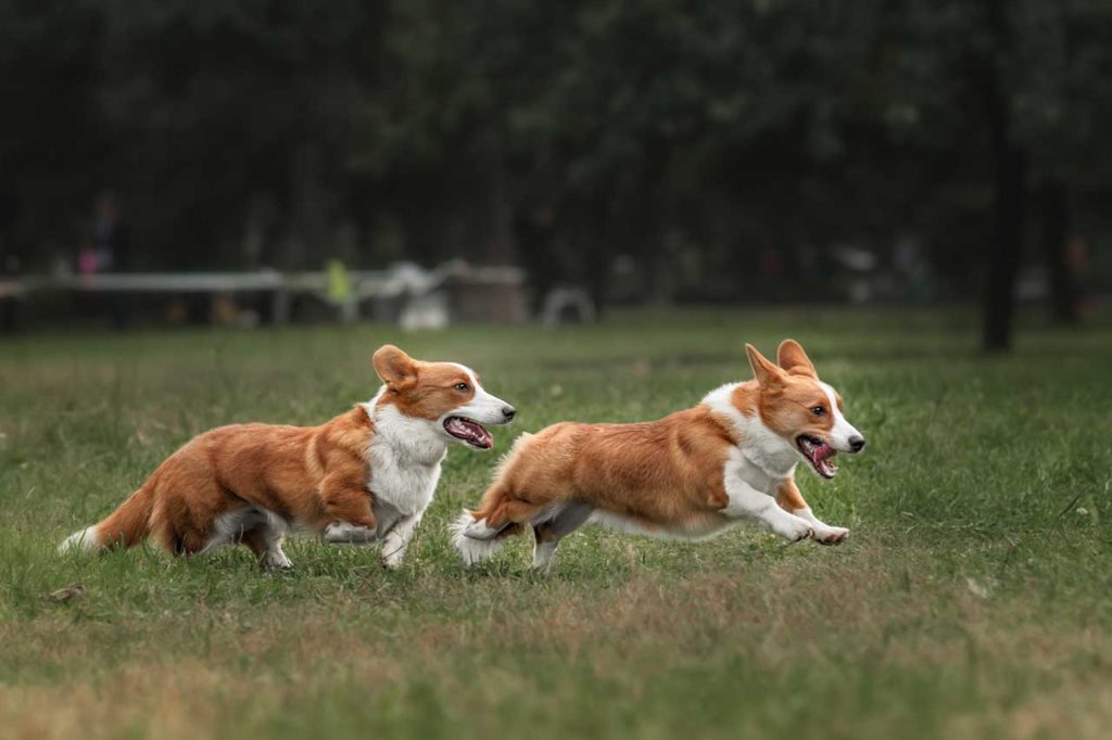 Cardigan Welsh Corgi Dog running exercise