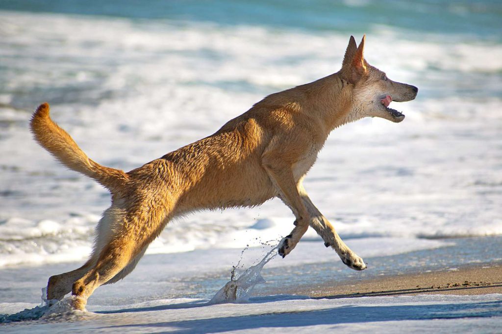 carolina dog running exercise on beach