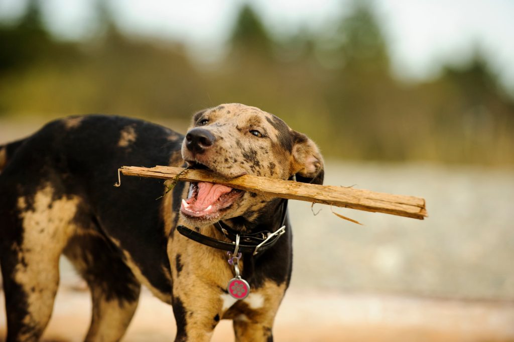 Catahoula Leopard Dog training with wood piece