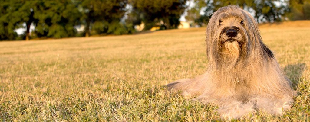 Catalan Sheepdog Dog Breathing in fresh air contributes to overall well-being