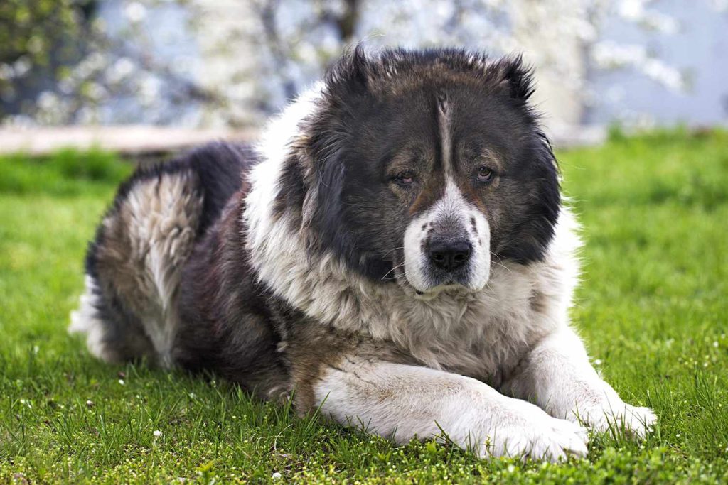Caucasian shepherd (Caucasian Ovcharka) Dog
