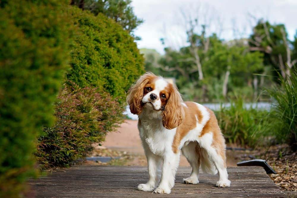 Suitability as a Pet for Children Boykin Spaniel Dog
