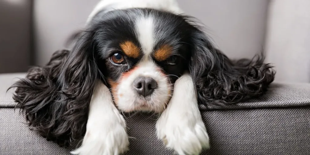 king Charles Spaniel Dog healthy and happy