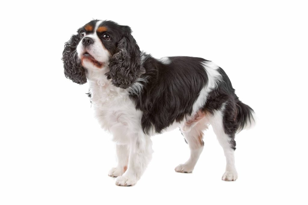 king Charles Spaniel Dog