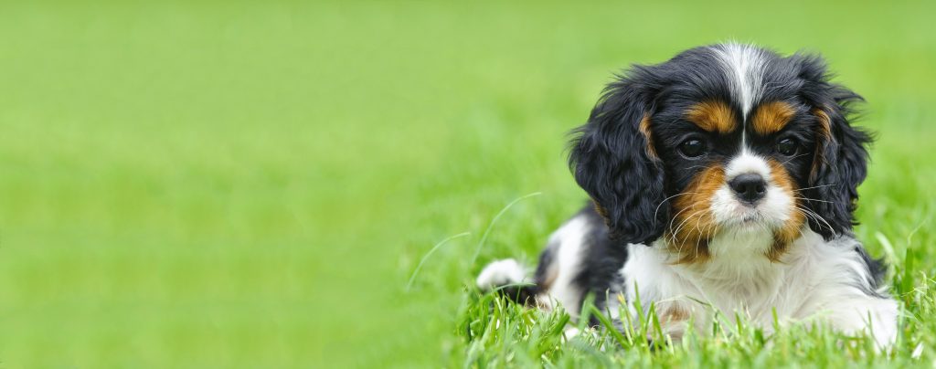 Cavalier King Charles Spaniel Dog Breathing in fresh air contributes to overall well-being