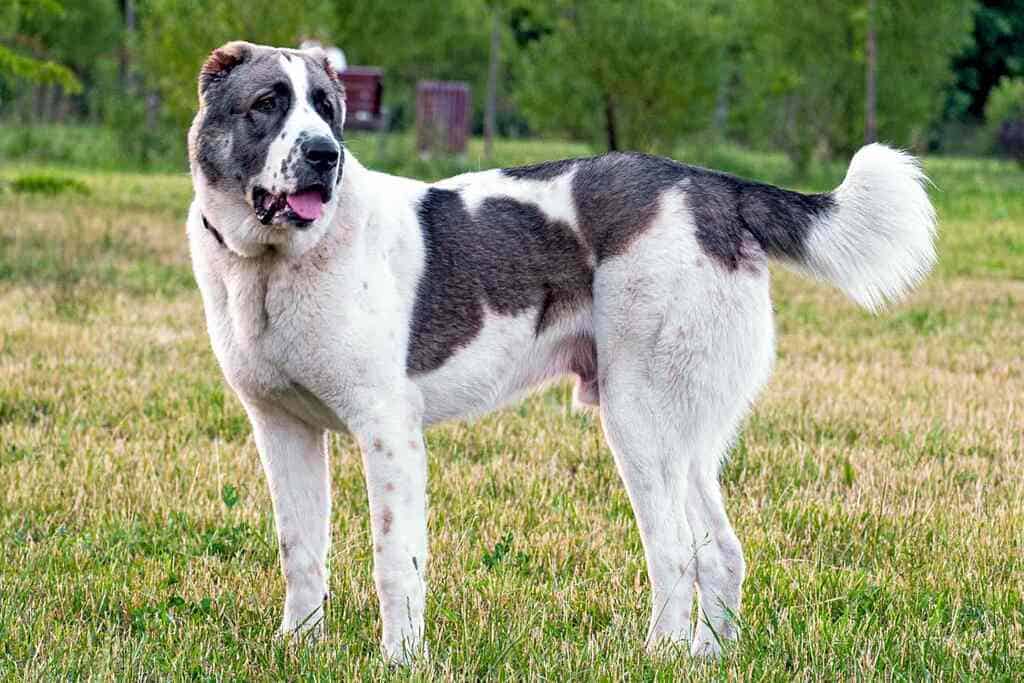 Central Asian Shepherd Dog Breed Ultimate Guide