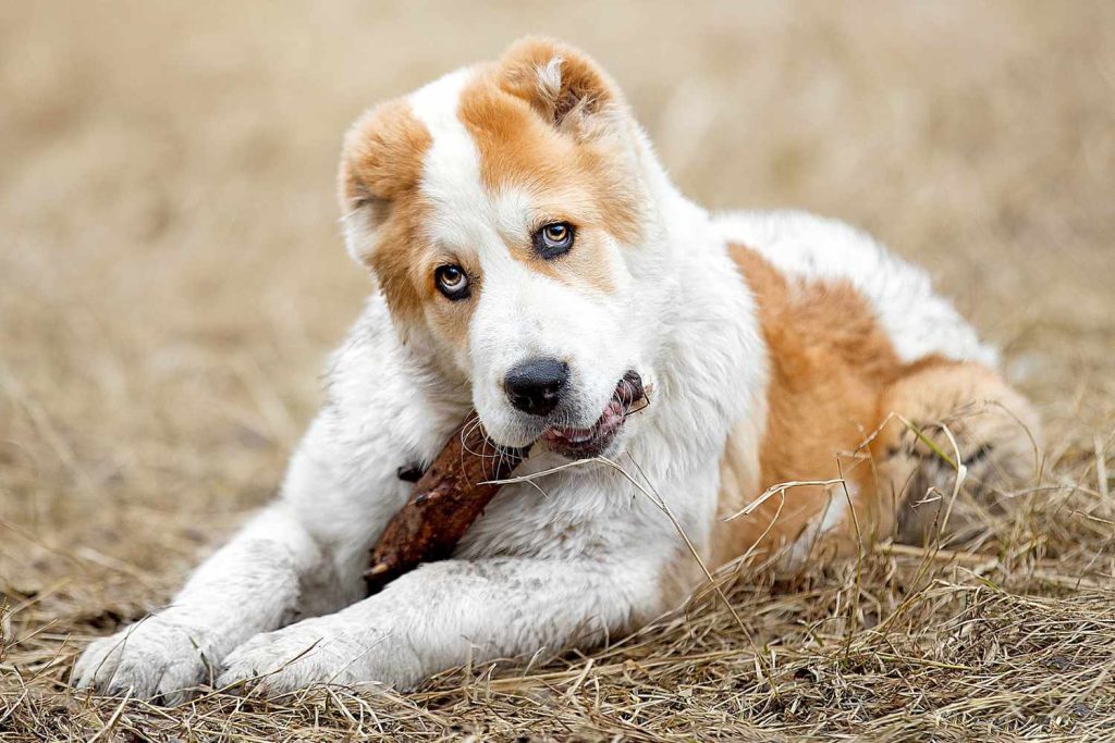 Central Asian Shepherd Dog Approachability with New Faces