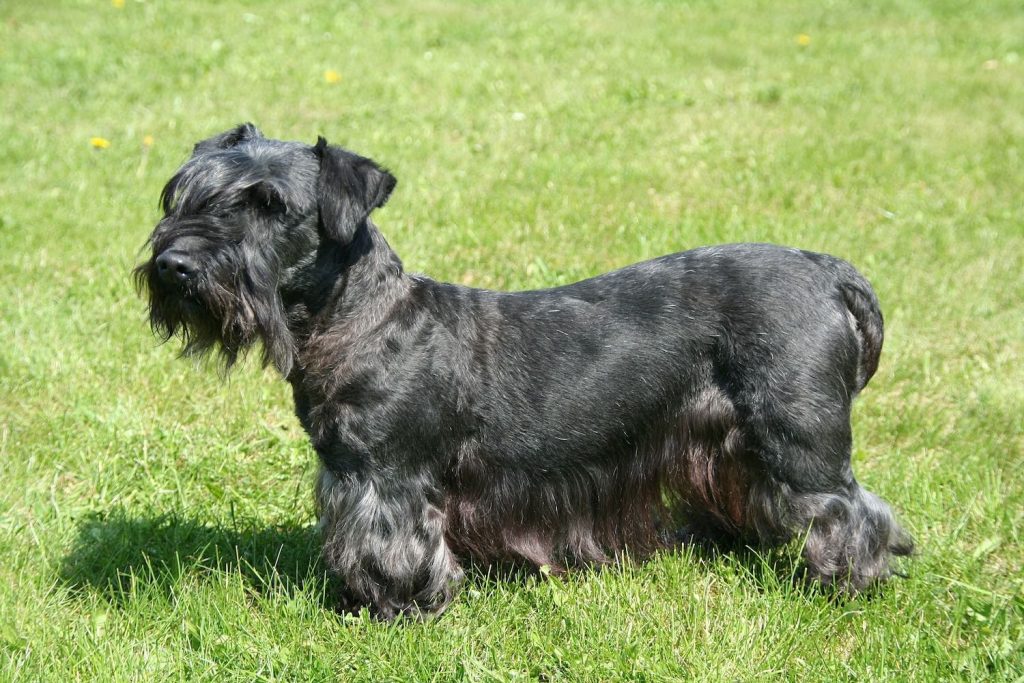 Cesky Terrier Dog Breathing in fresh air contributes to overall well-being