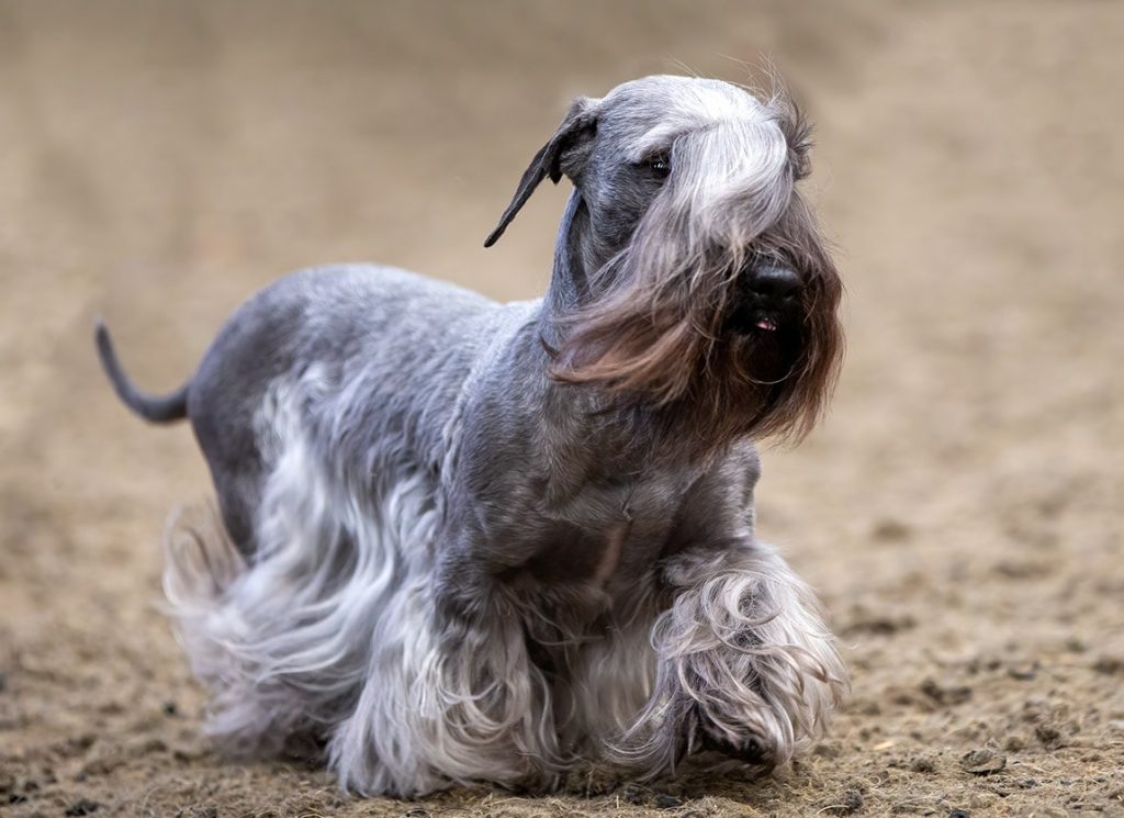 Cesky Terrier Dog Breed Guide: Info, Pictures, Care