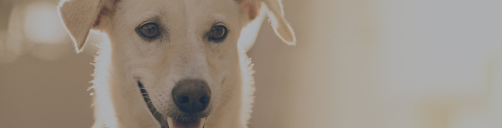 Basset Bleu de Gascogne Dog Breed Information