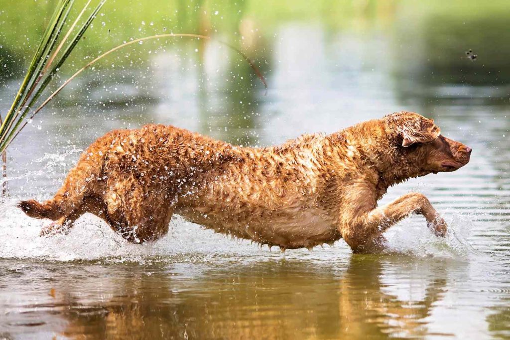 Chesapeake Bay Retriever Dog running exercise