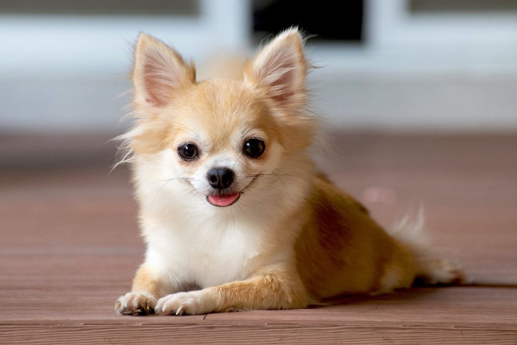Chihuahua Dog Compatibility with a Household Having Multiple Pets