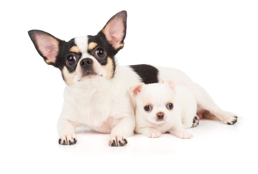 Chihuahua Dog Breed Information