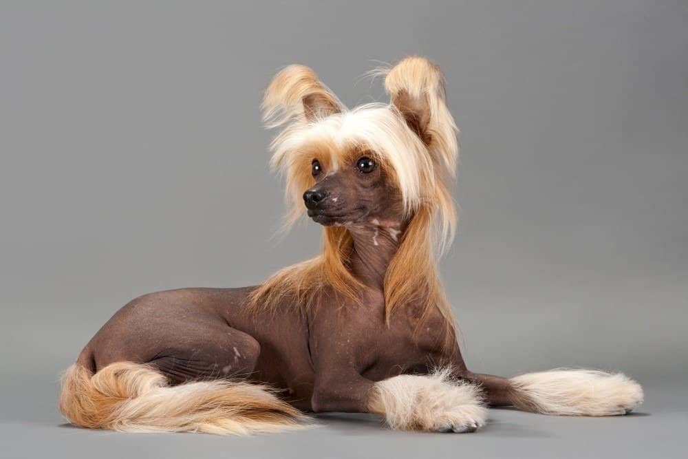 Chinese Crested Dog Animal Facts | Canis lupus - A-Z Animals