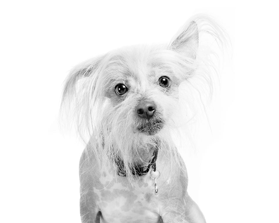 Chinese Crested Dog Dog Breed Information