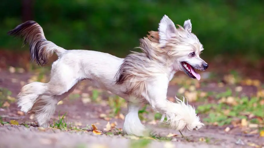 Chinese Crested - Price, Temperament, Life span