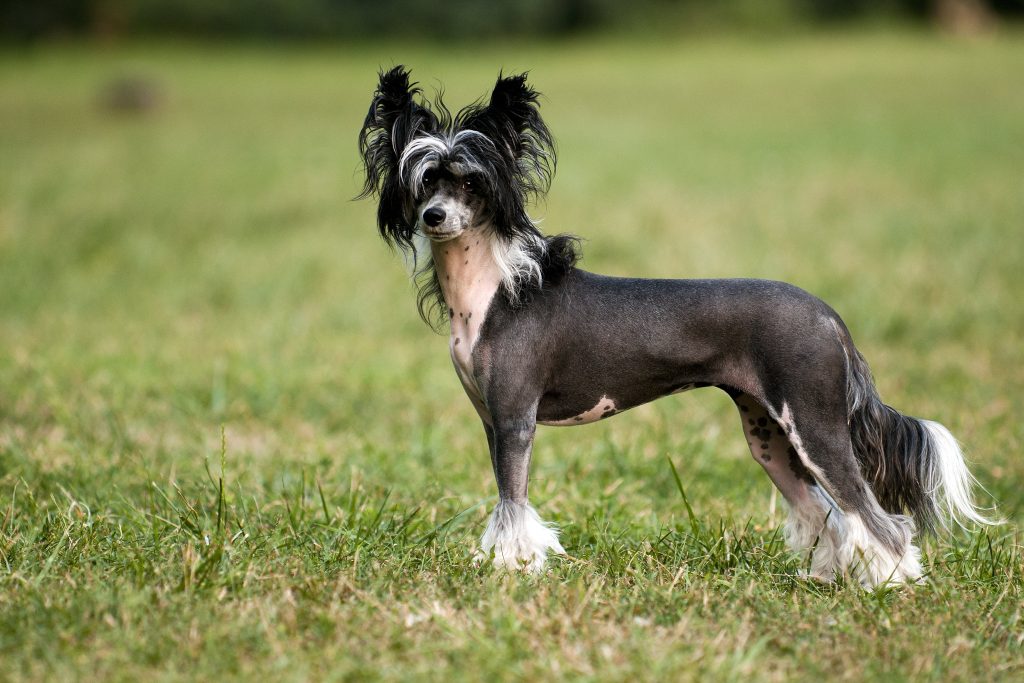 Chinese Crested Dog Breathing in fresh air contributes to overall well-being