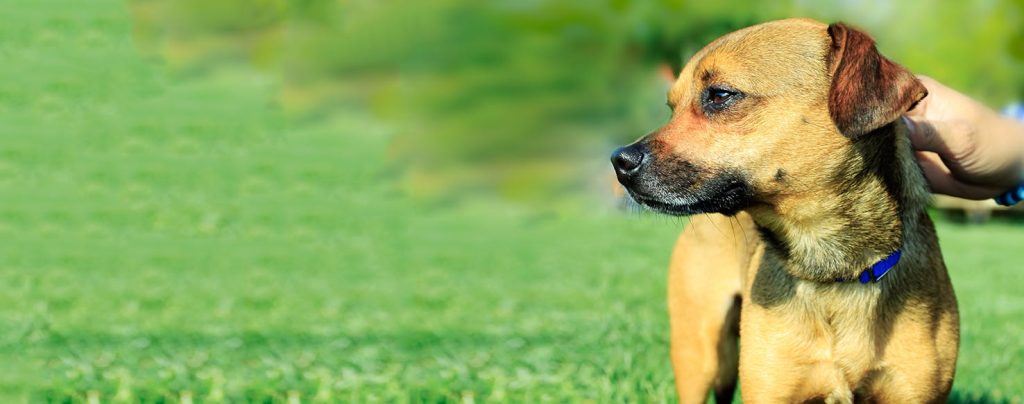 Chinook Dog Breathing in fresh air contributes to overall well-being