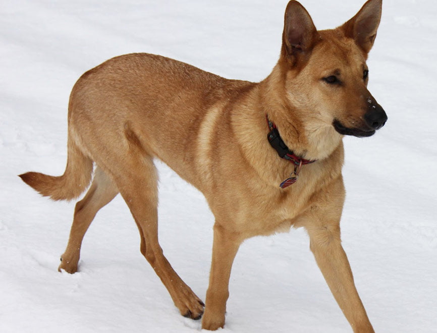 Chinook Dog Breed Information