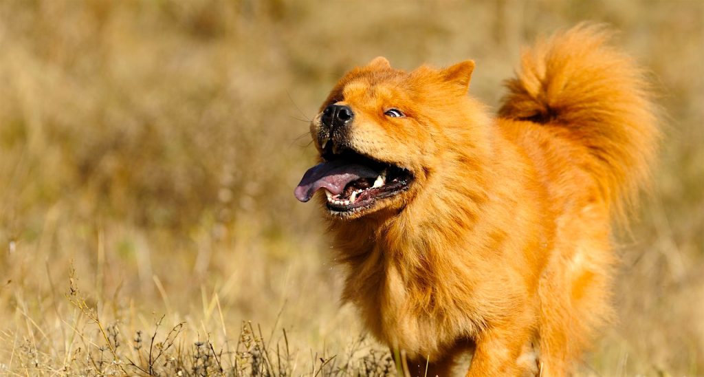 Long Haired Chow Chow Dog walk exercise