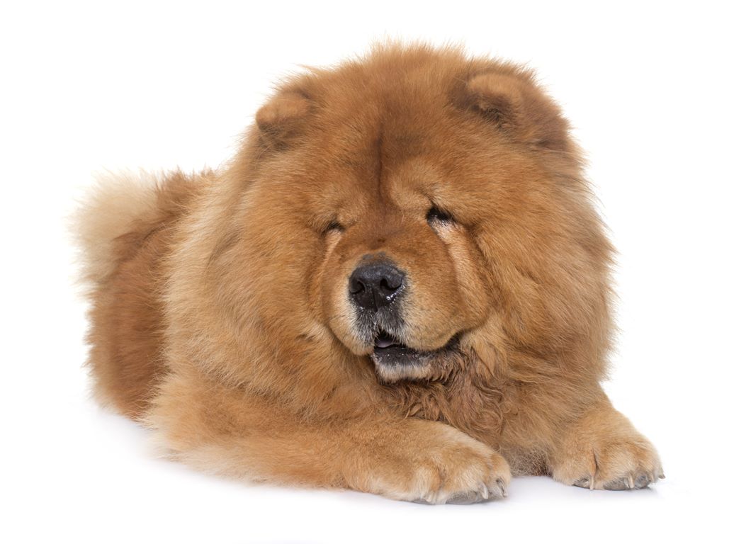 Chow Chow Dog Breed Information