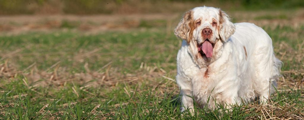 Clumber Spaniel Dog Breathing in fresh air contributes to overall well-being