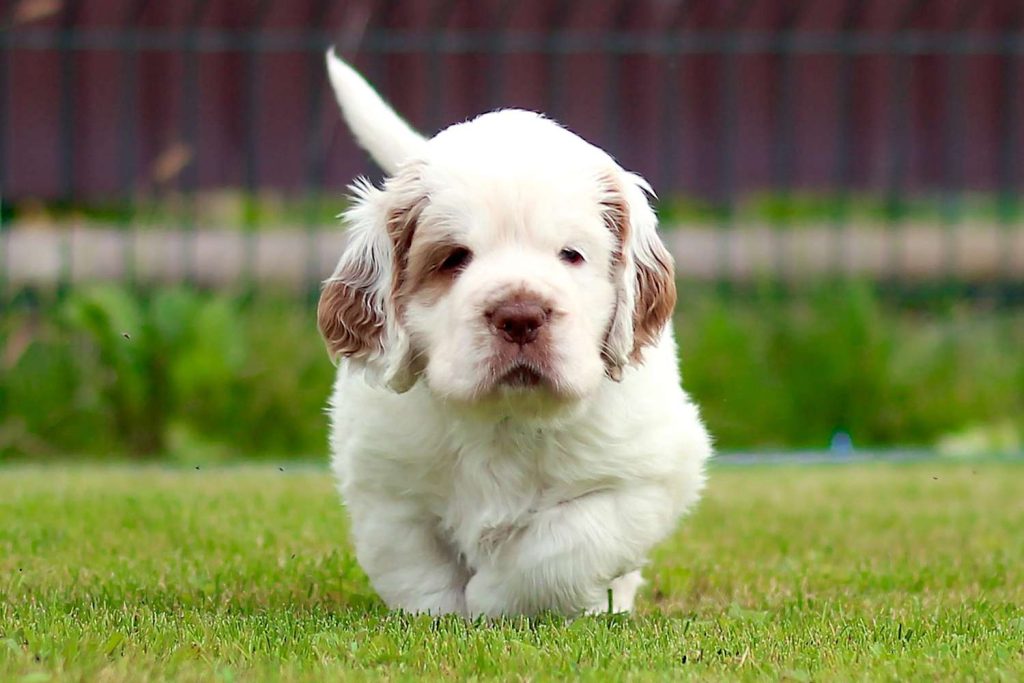 Clumber Spaniel Dog Breed Information and Characteristics