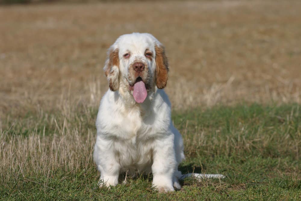 Clumber spaniel: Dog breed characteristics & care