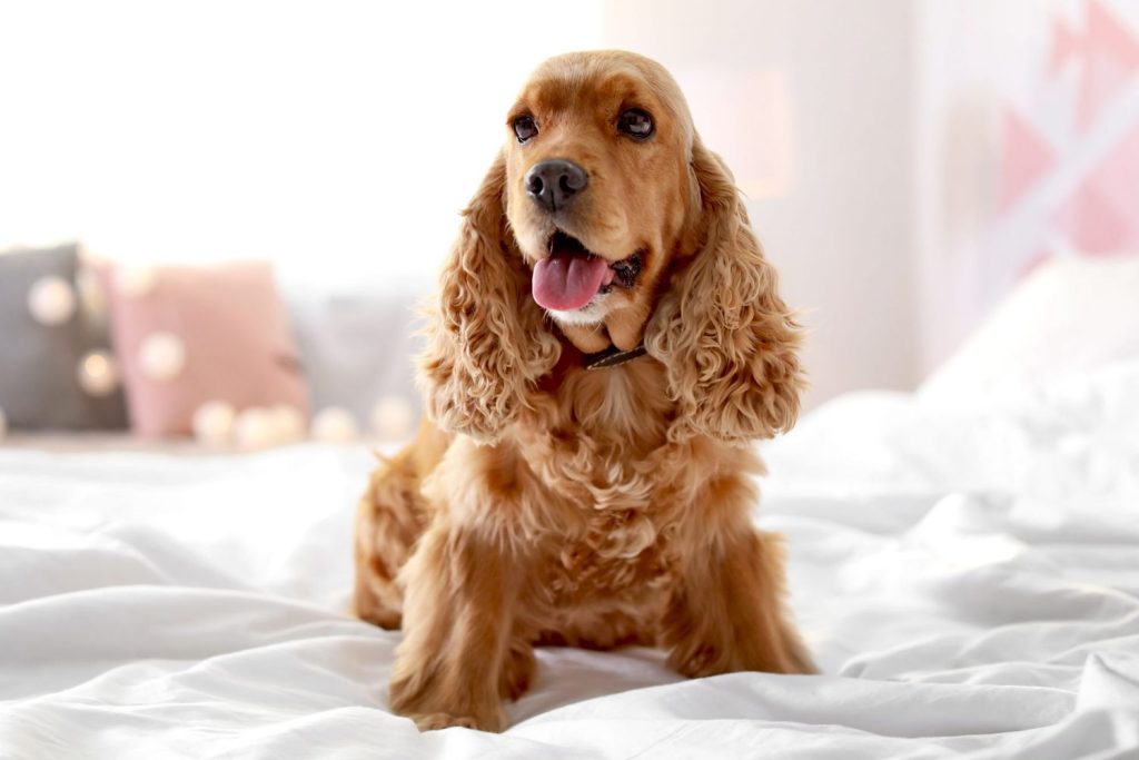 English Cocker Spaniel Dog Dog housing necessitates a comfortable and secure environment