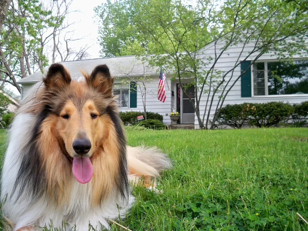 Rough Collie Dog comfortable with family home
