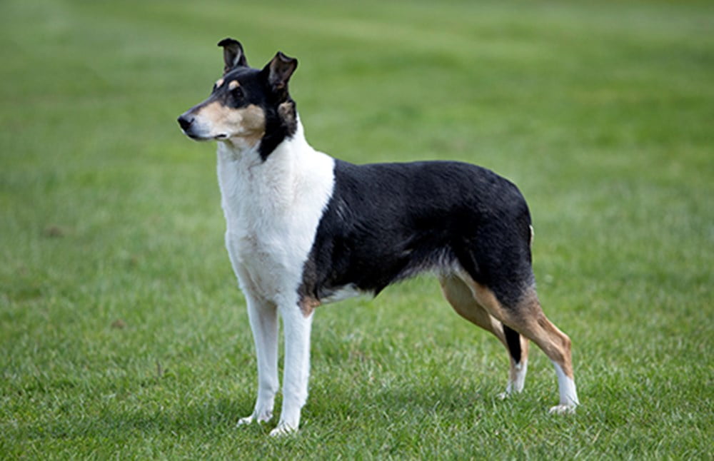 Smooth Collie Dog Breed Information