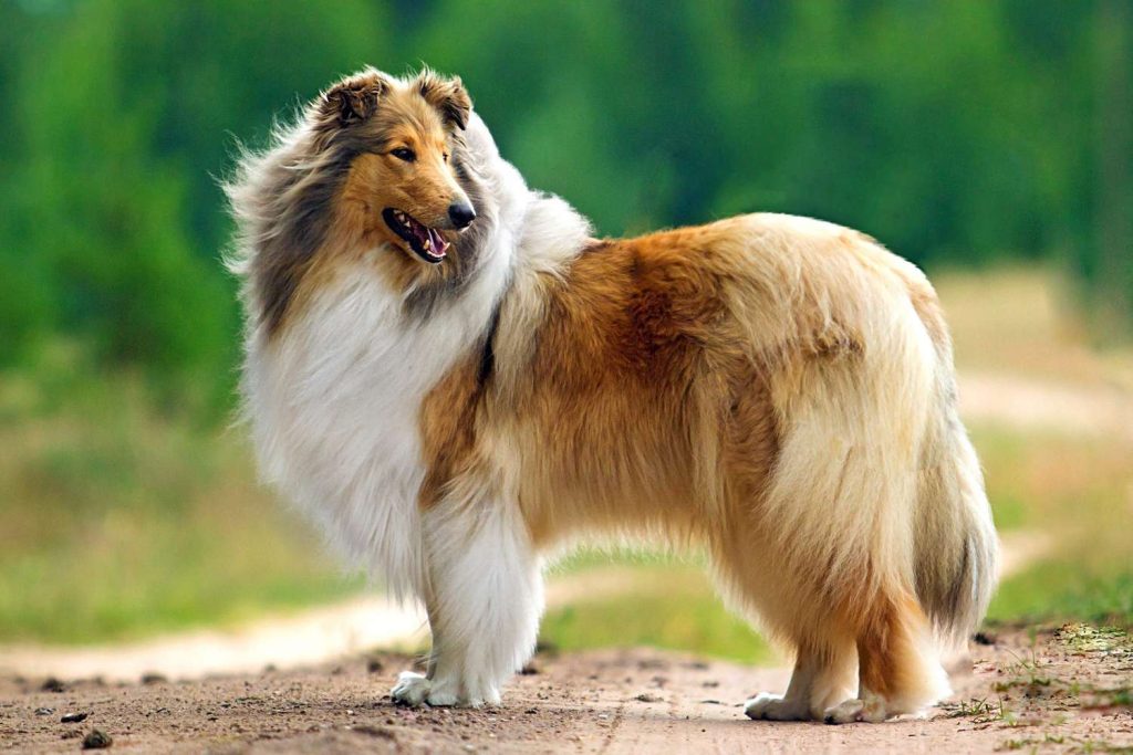 Rough Collie Dog Clean air is beneficial for one's health.