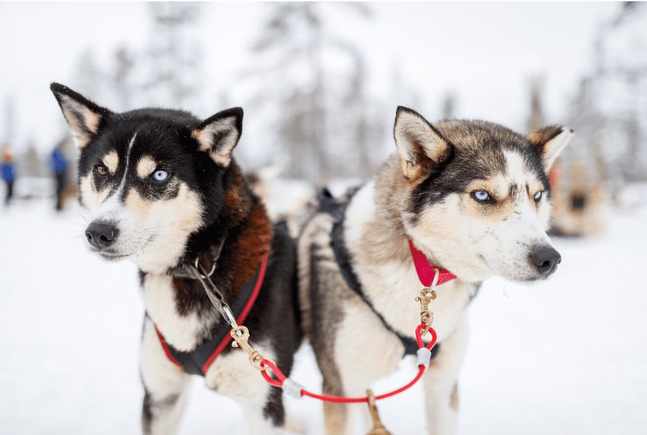 2 Alaskan Husky dogs standing on snow.