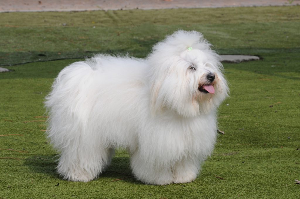 Coton de Tuléar Dog